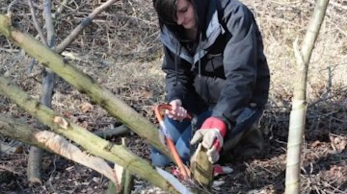 A ‘Skills for Wildlife’ trainee hedgelaying at Potteric Carr Nature Reserve. A ‘Skills for Wildlife’ trainee hedgelaying at Potteric Carr Nature Reserve.