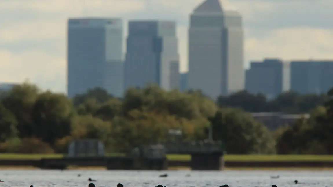 Europe’s largest urban wetland nature reserve opens in Walthamstow Ducks taking a dip backdropped by Canary Wharf